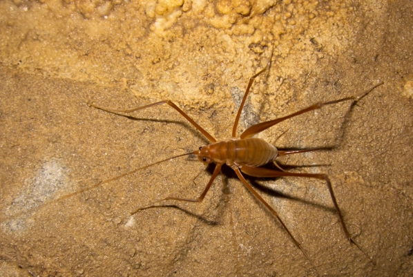 how to get rid of cave crickets