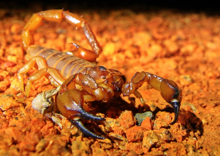 scorpion sting treatment