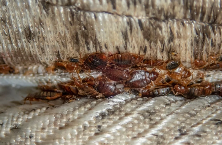 bed bug infestation causes