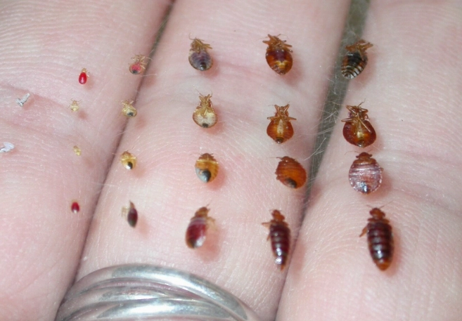 bed bug identification bed bug identification