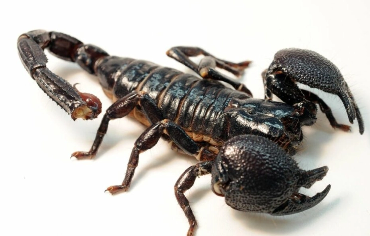 scorpion identification