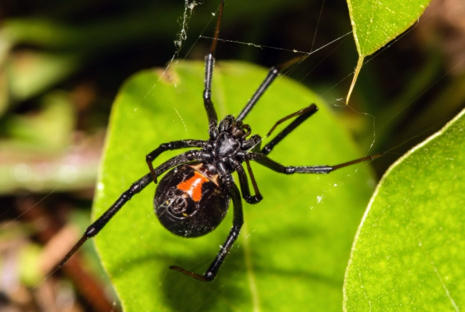 black widow spider
