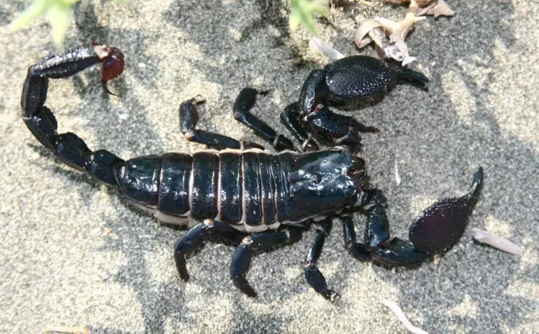 scorpion identification
