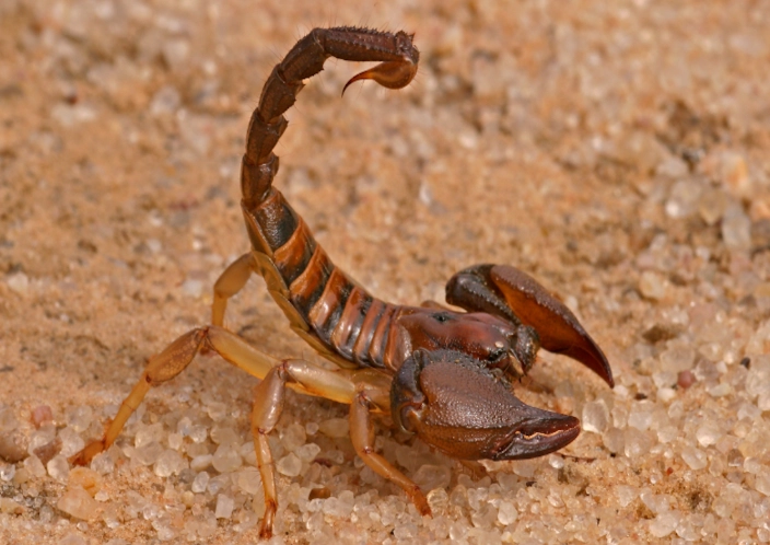 scorpion facts
