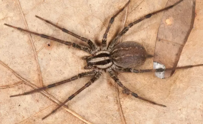 funnel web spider virginia
