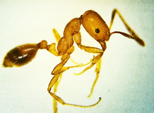 pharaoh ant control pharaoh ant control