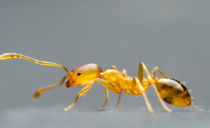 pharaoh ant identification pharaoh ant identification