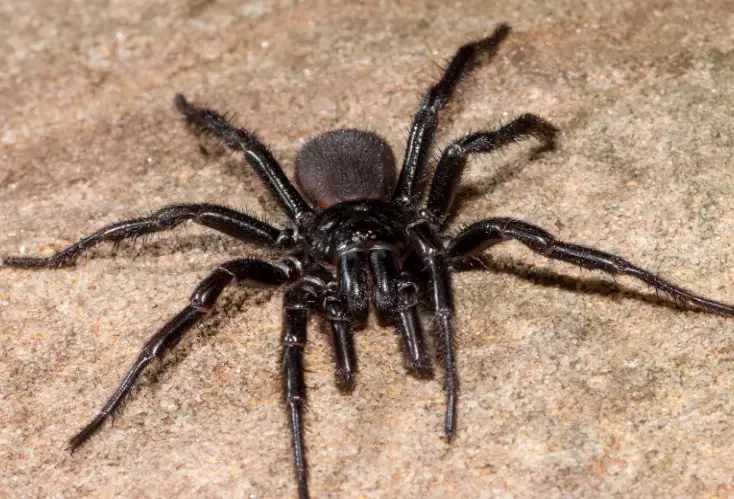 funnel web spider venom