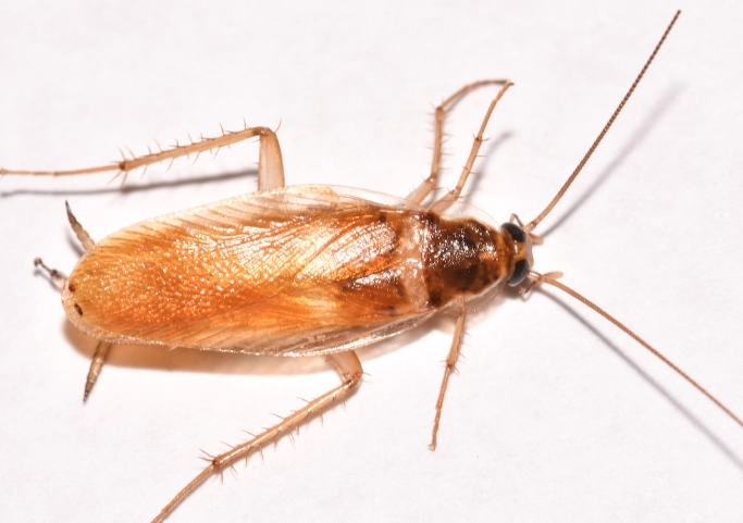 brown banded roach vs german brown banded roach vs german