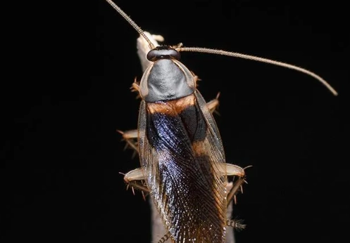 brown banded roach vs german brown banded roach vs german