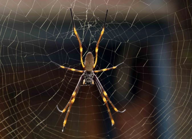 how big are orb weaver spiders