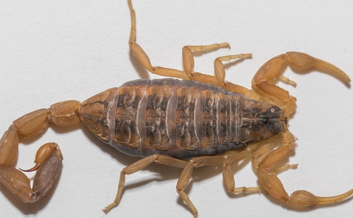 centruroides vittatus