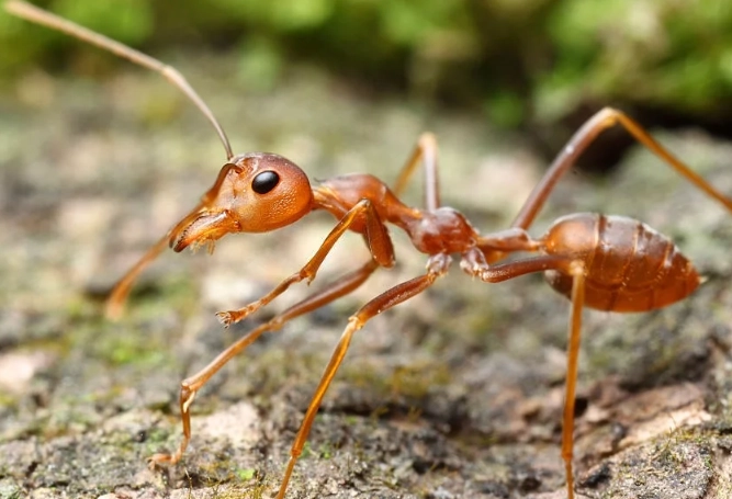 pharaoh ant vs sugar ant pharaoh ant vs sugar ant