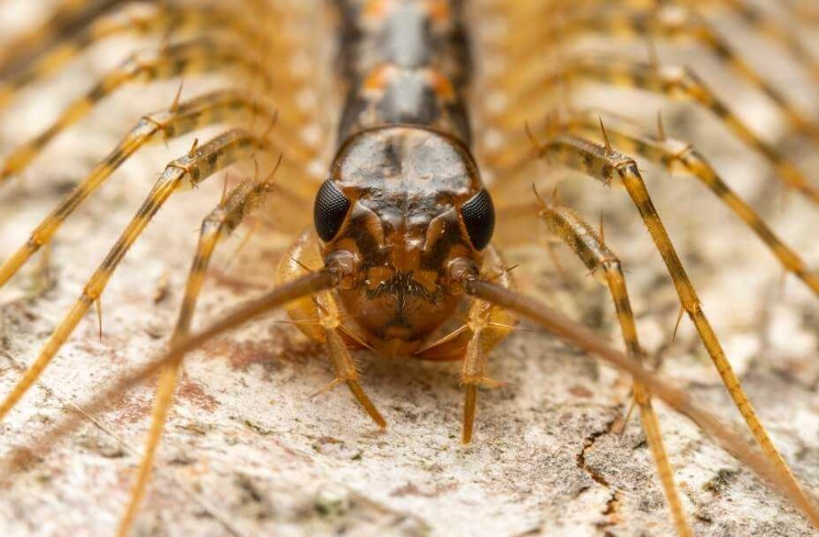 identifying house centipedes