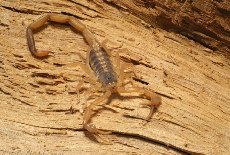 centruroides vittatus