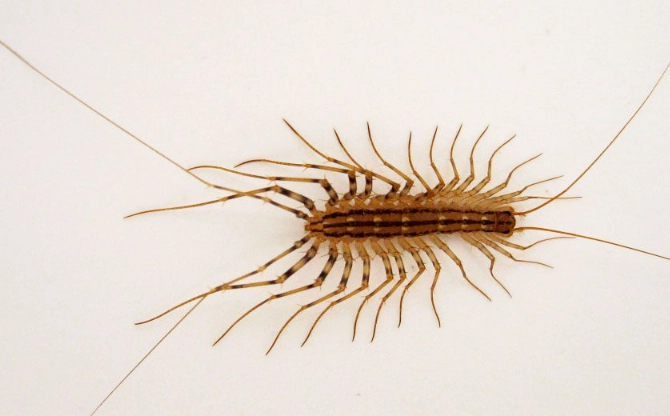 house centipede identification