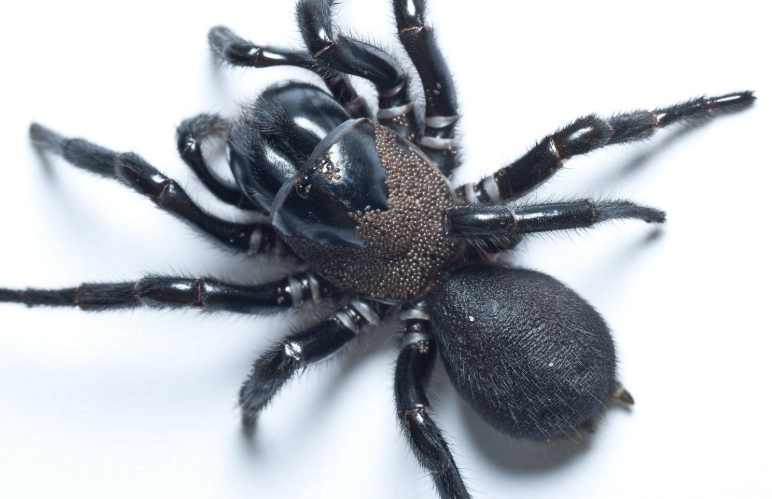funnel web spider venom