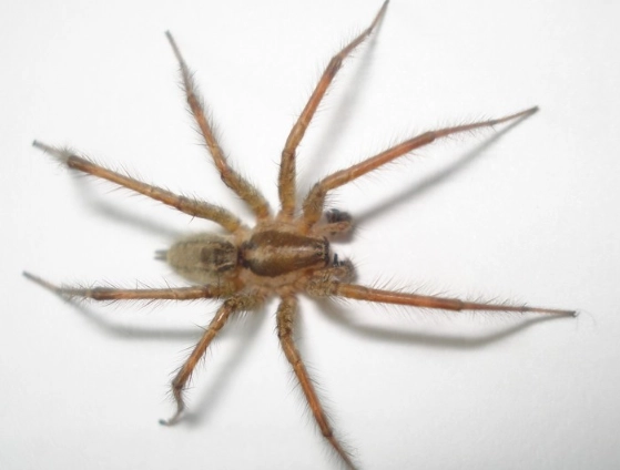 funnel web spider venom