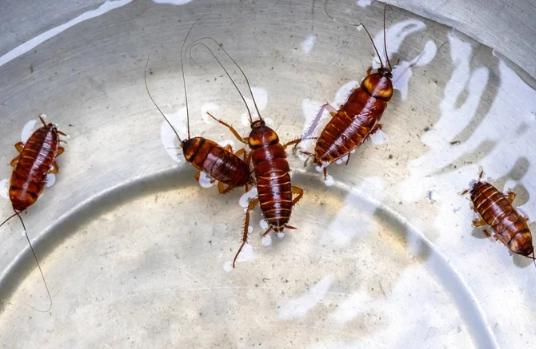 brown banded cockroach identification brown banded cockroach identification
