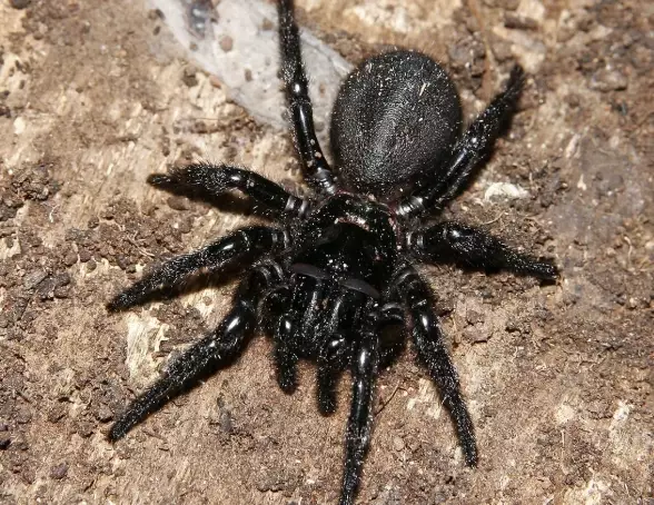 funnel web spider virginia