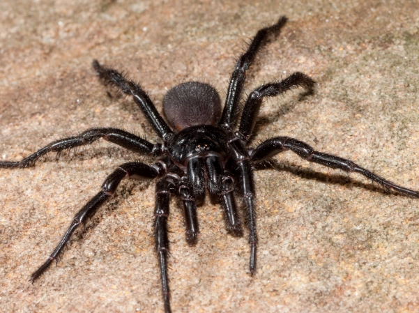 virginia funnel web spider bite