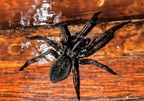 virginia funnel web spider