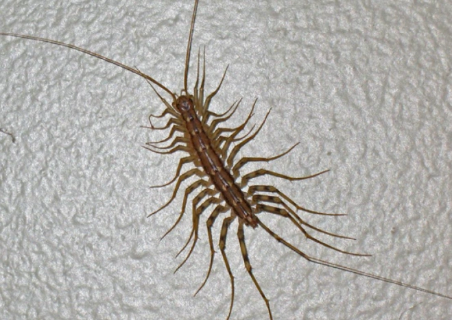 what do house centipedes look like