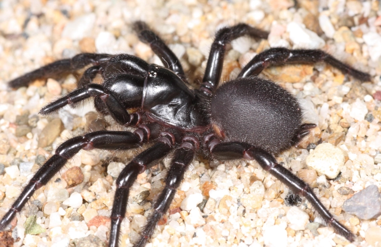 funnel web spider bite treatment