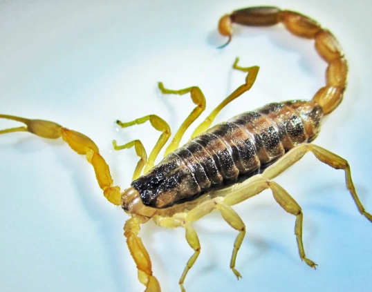 striped bark scorpion