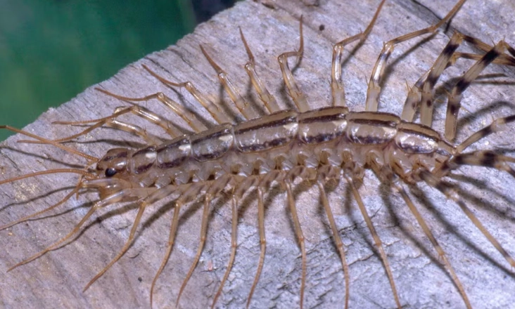 identifying house centipedes