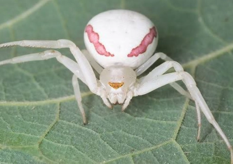 are white house spiders poisonous