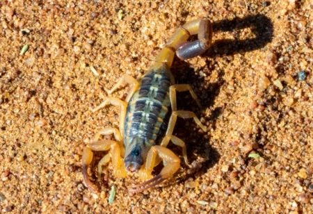 scorpion ks species