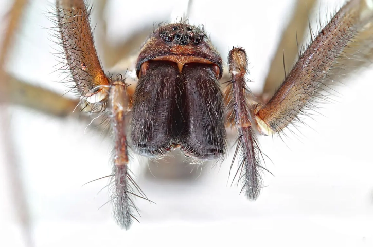 hobo spider identification