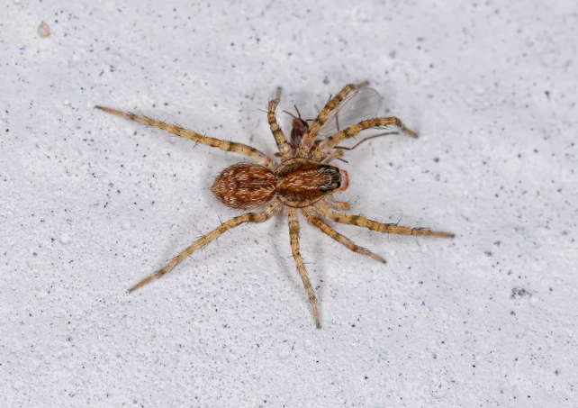 wolf spider vs brown recluse