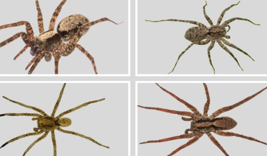 wolf spider bite treatment