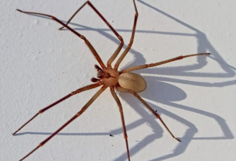 white spiders in house