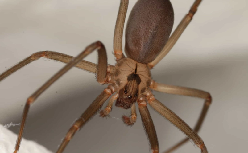 wolf spider bite treatment