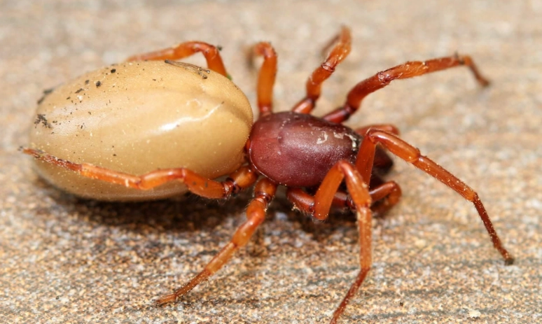 reddish brown spider