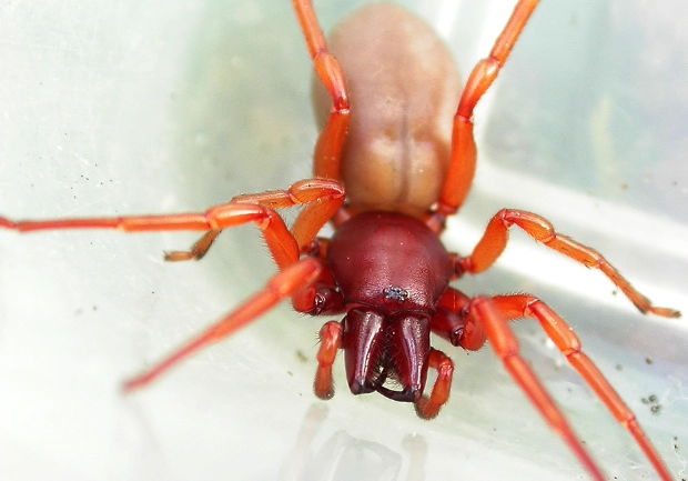 are reddish spiders venomous