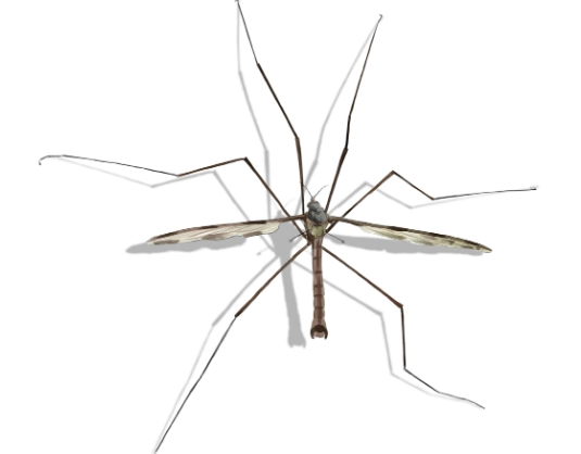 crane fly habitat