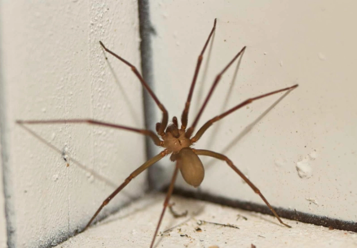brown recluse spider ohio