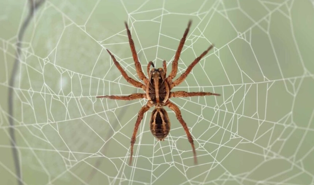 brown recluse spider identification