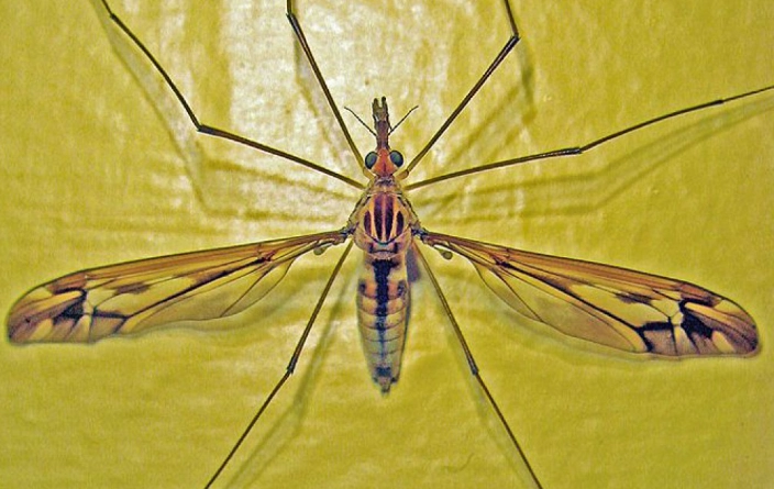 crane fly larvae