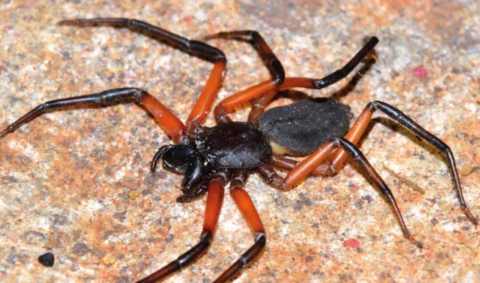 reddish brown spider