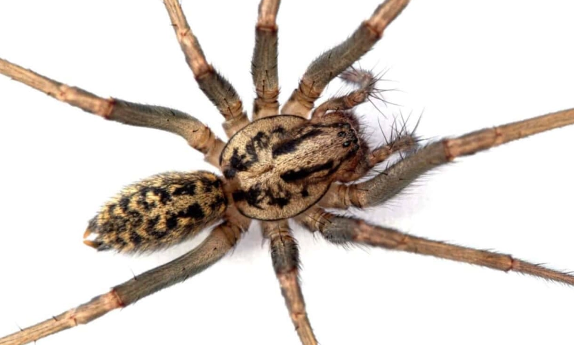 hobo spider vs brown recluse