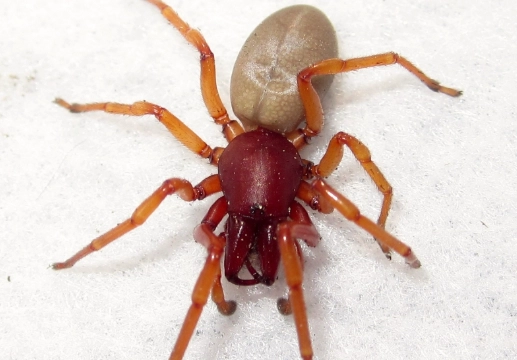 are reddish spiders venomous