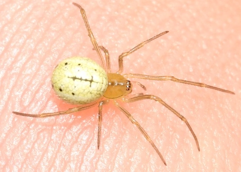 are white house spiders poisonous