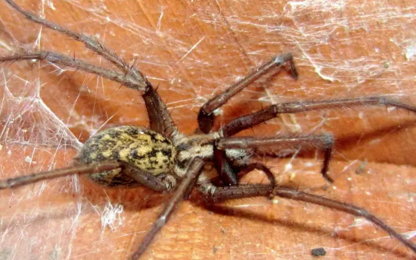 hobo spider identification