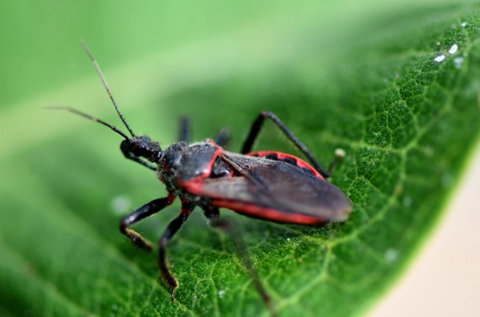 kissing bug in Oregon