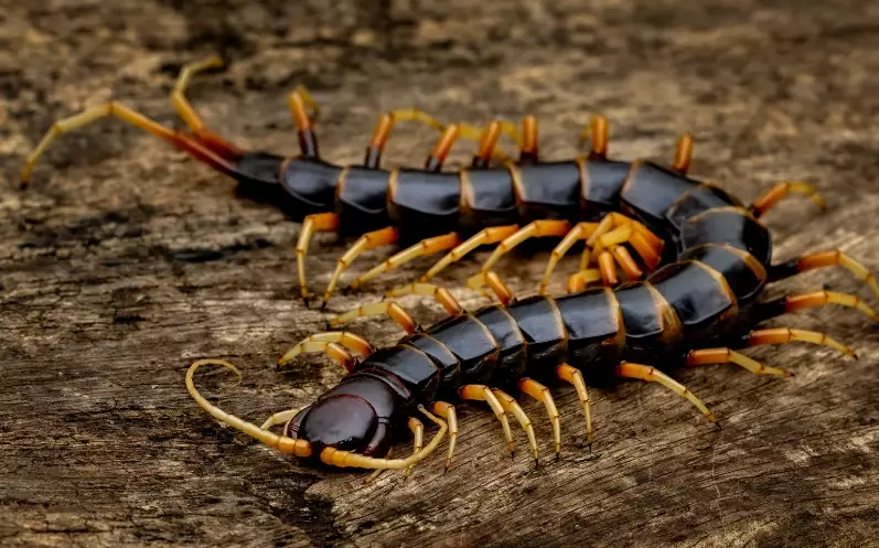 centipede bite kansas